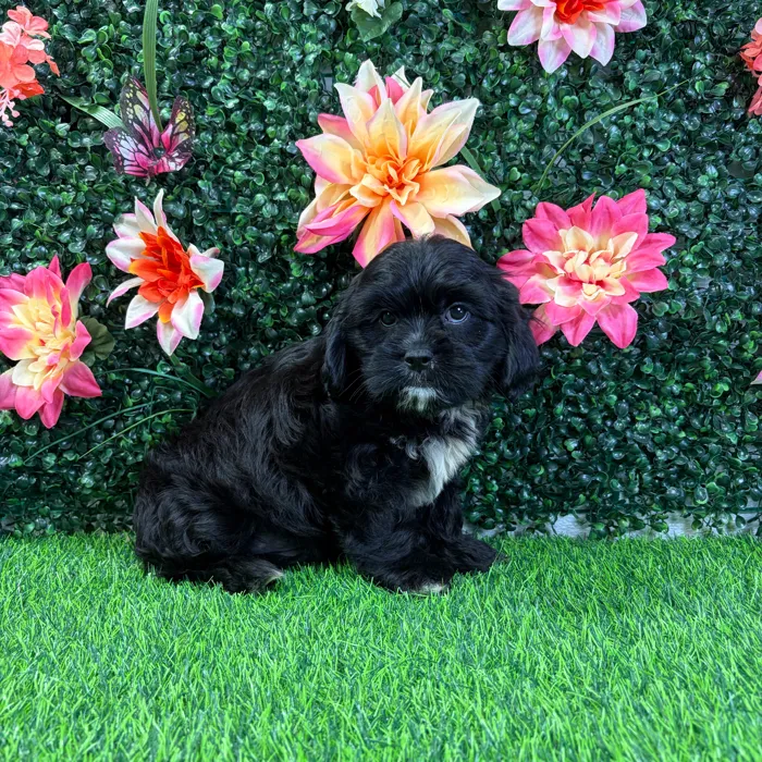Male Cavatzu puppy named Calvin for sale at Puppy Dreams - Wichita West.