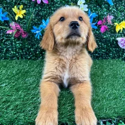 Male Golden Retriever puppy named Sesame for sale at Puppy Dreams - Wichita West.