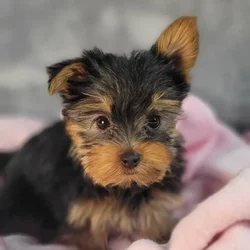 car_main_img_/media/ap_media/pets/OPFESBDQCLYE123957.webp.250x250_q85.webp