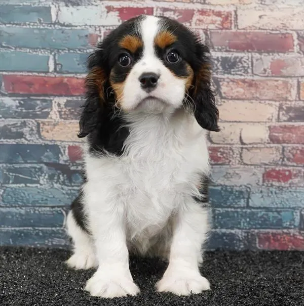 Female Cavalier King Charles Spaniel puppy for sale at Puppy Dreams - Wichita West.