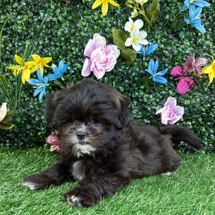 Male Teddy Bear puppy named Yogi for sale at Puppy Dreams - Wichita West.