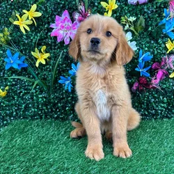 Male Golden Retriever puppy named Soy for sale at Puppy Dreams - Wichita West.