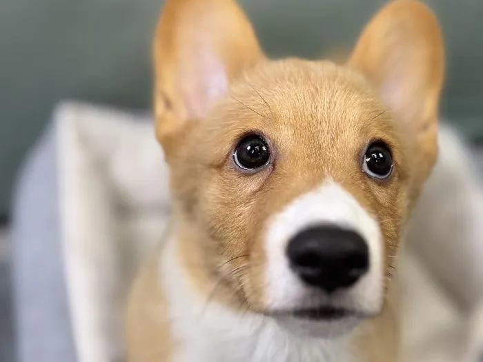 Male Pembroke Welsh Corgi Puppy for Sale in Wichita, KS