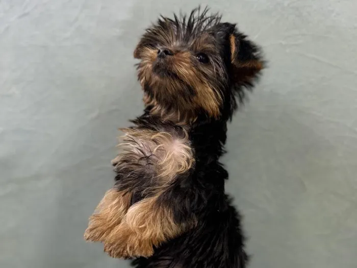 Male Yorkie Puppy for Sale in Wichita, KS