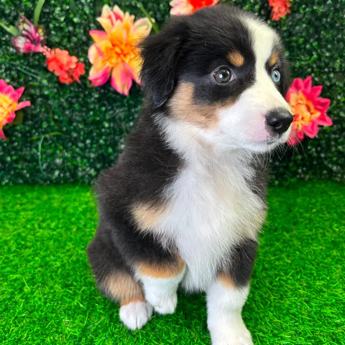 Female Mini Aussie puppy named Luna for sale at Puppy Dreams - Wichita West.