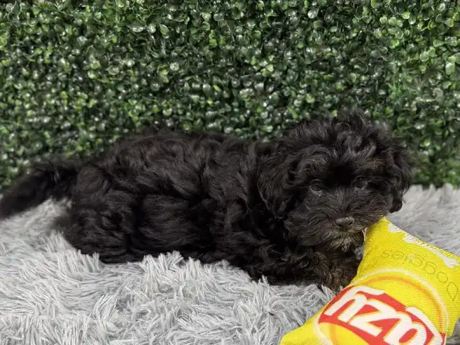 Male Shipoo Puppy for Sale in Wichita, KS