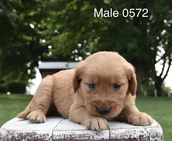 Male Golden Retriever puppy for sale at Puppy Dreams - Wichita West.