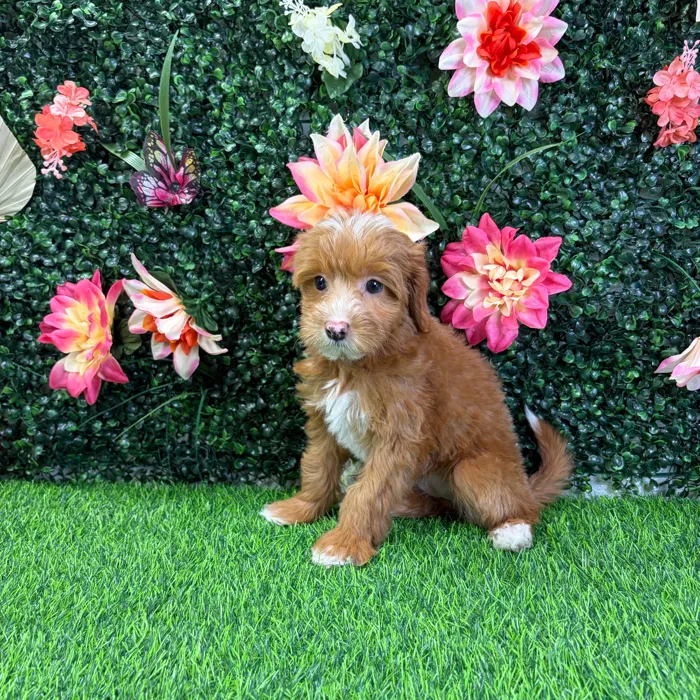 Female Mini Goldendoodle puppy named Petal for sale at Puppy Dreams - Wichita West.