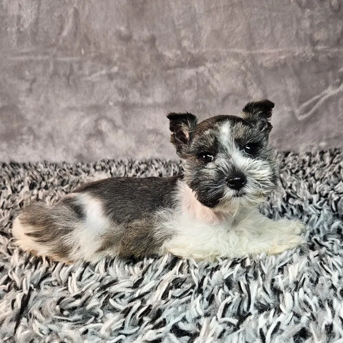 Female Mini Schnauzer puppy named Betty for sale at Puppy Dreams - Junction City.