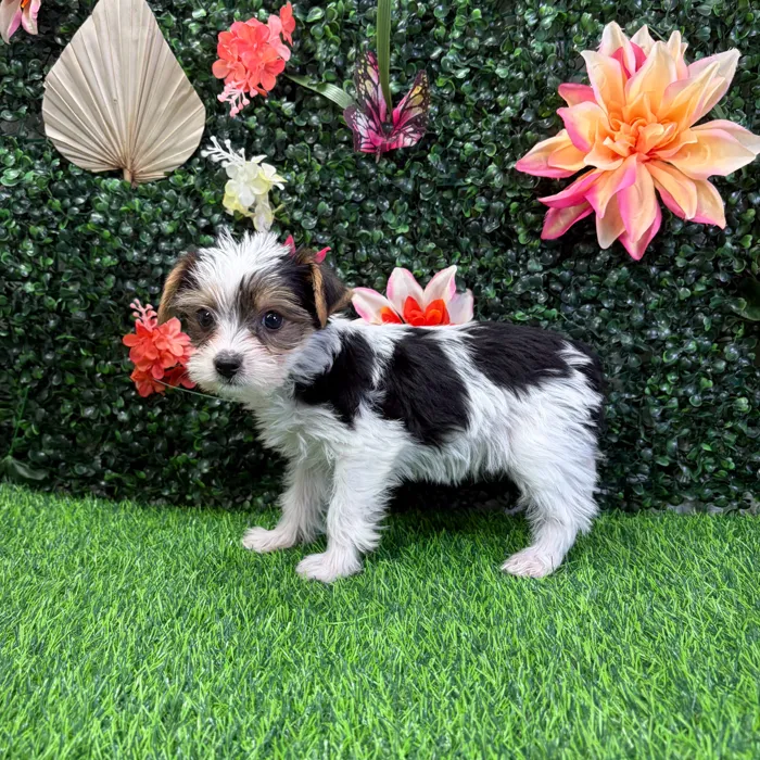 Female Yorkie puppy named Bubbles for sale at Puppy Dreams - Wichita West.