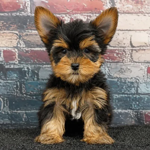 Male Yorkie puppy for sale at Puppy Dreams - Wichita West.