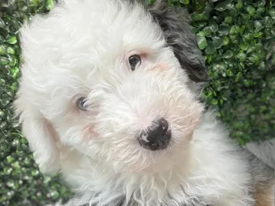 Male Bernedoodle-mini poodle Puppy for Sale in Wichita, KS