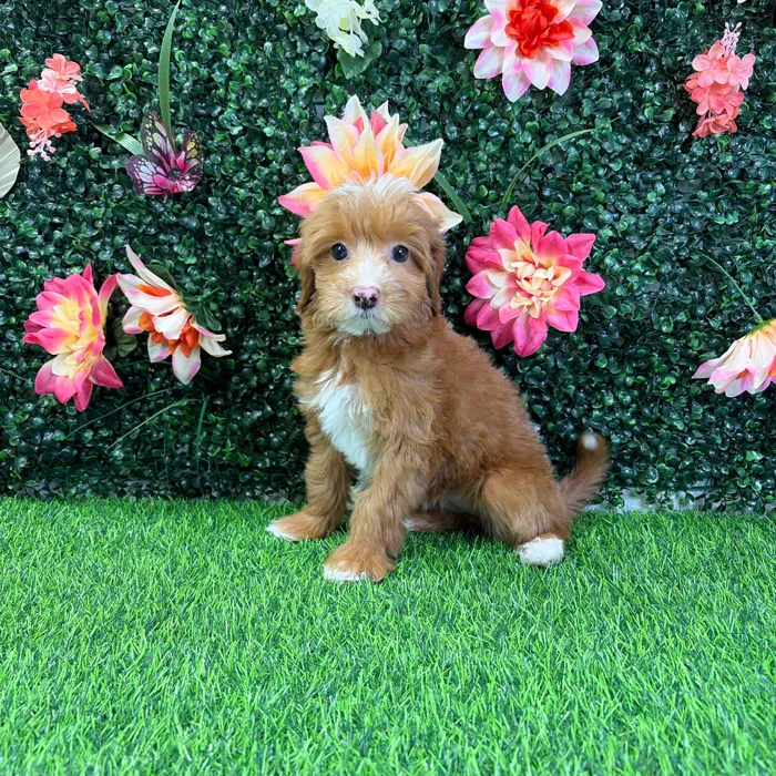 Female Mini Goldendoodle puppy named Petal for sale at Puppy Dreams - Wichita West.