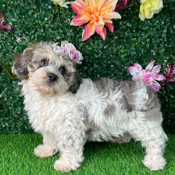 Female Cavapoo puppy named Ziggy for sale at Puppy Dreams - Wichita West.