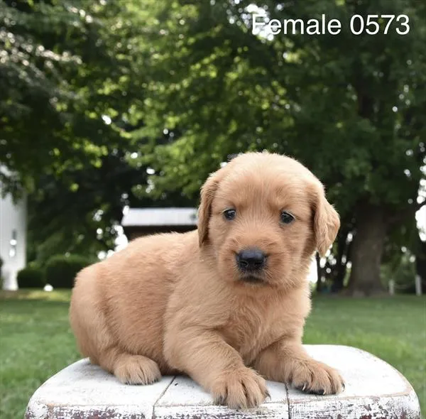 Female Golden Retriever puppy for sale at Puppy Dreams - Wichita West.