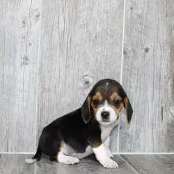 car_main_img_/media/ap_media/pets/PUULNXLEGXCI117969.webp.250x250_q85.webp
