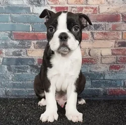 car_main_img_/media/ap_media/pets/PVUYNTDLEMBL375369.webp.250x250_q85.webp