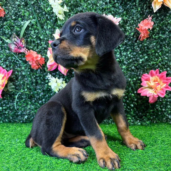 Female Rottweiler puppy named Harley for sale at Puppy Dreams - Wichita West.