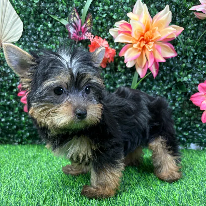 Female Yorkie puppy named Cleo for sale at Puppy Dreams - Wichita West.