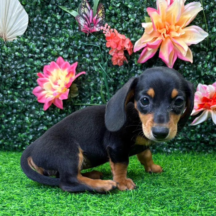 Female Dachshund puppy named Morgan for sale at Puppy Dreams - Wichita West.