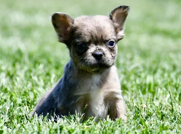 Male French Bulldog puppy for sale at Puppy Dreams - Wichita West.