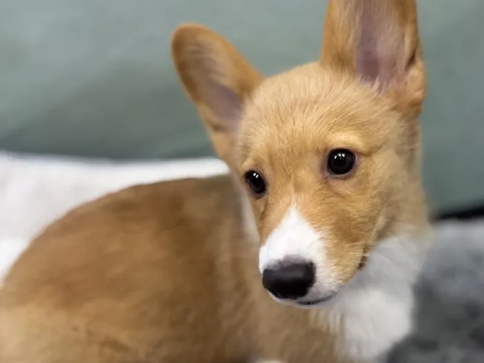 Male Pembroke Welsh Corgi Puppy for Sale in Wichita, KS