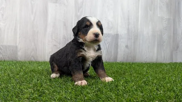 Female Bernese Mountain Dog puppy for sale at Puppy Dreams - Wichita West.