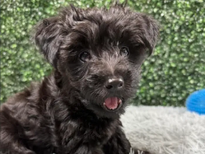 Male Yorkie-Poo Puppy for Sale in Wichita, KS