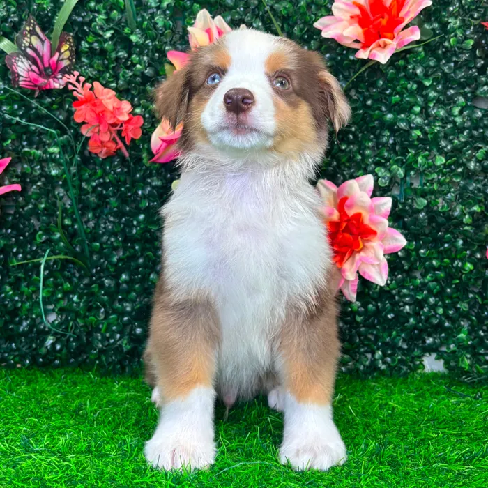 Male Mini Aussie puppy named Blaze for sale at Puppy Dreams - Wichita West.