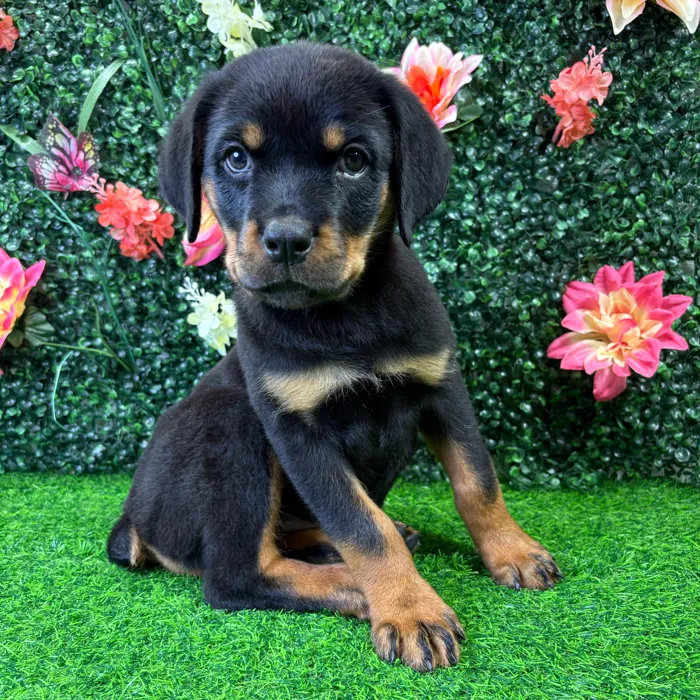 Female Rottweiler puppy named Harley for sale at Puppy Dreams - Wichita West.