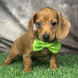 Male Dachshund puppy for sale at Puppy Dreams - Wichita West.