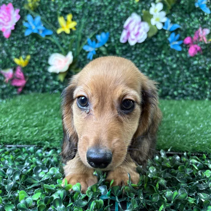 Male Dachshund puppy named Hotdog for sale at Puppy Dreams - Wichita West.