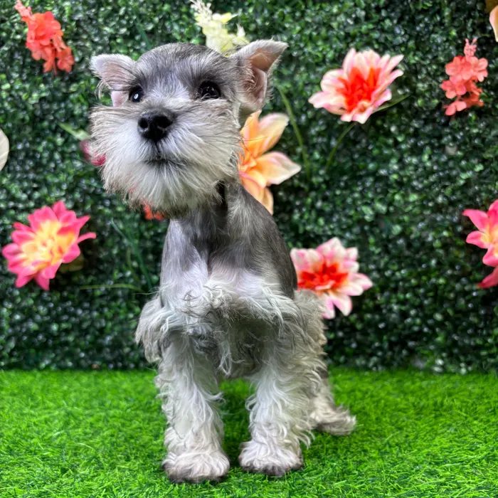 Female Mini Schnauzer puppy named Carly for sale at Puppy Dreams - Wichita West.