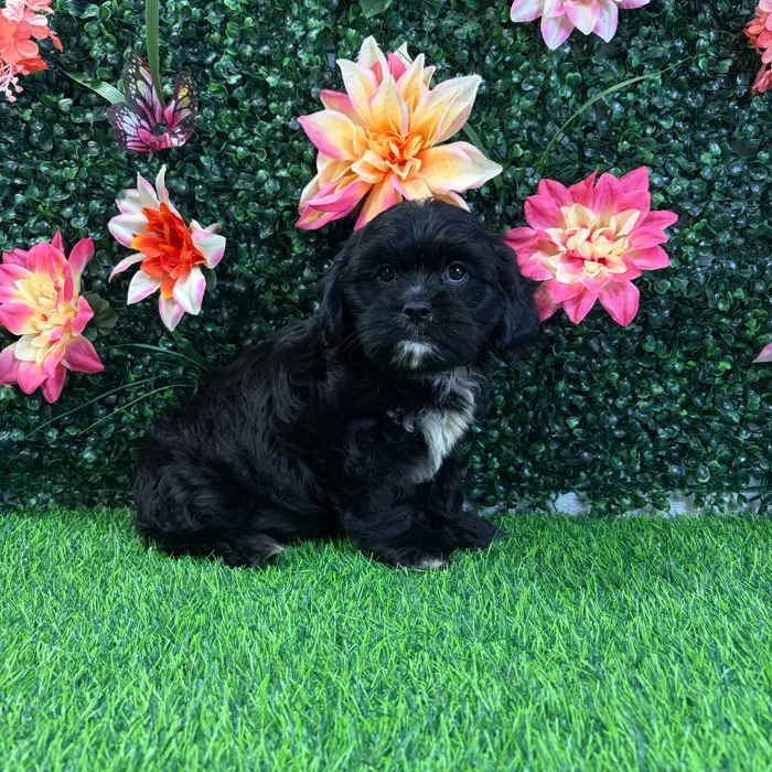 Male Cavatzu puppy named Calvin for sale at Puppy Dreams - Wichita West.