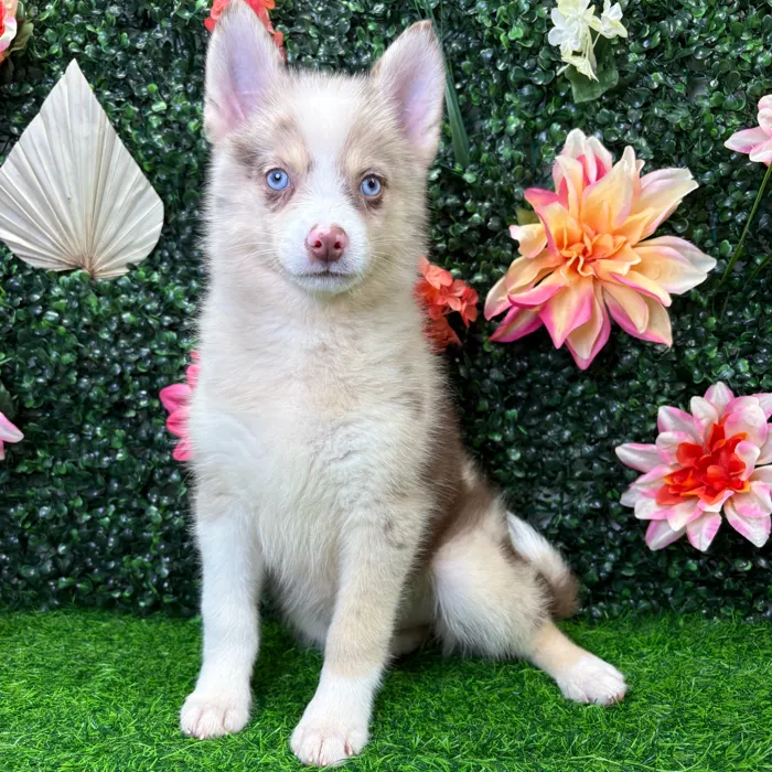 Female Pomsky puppy named Aspen for sale at Puppy Dreams - Wichita West.