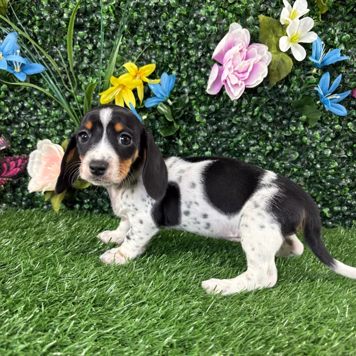 Female Dachshund puppy named Bella for sale at Puppy Dreams - Junction City.