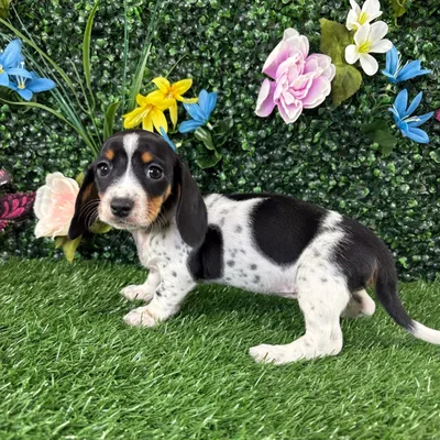 Female Dachshund puppy named Bellgrande for sale at Puppy Dreams - Wichita West.