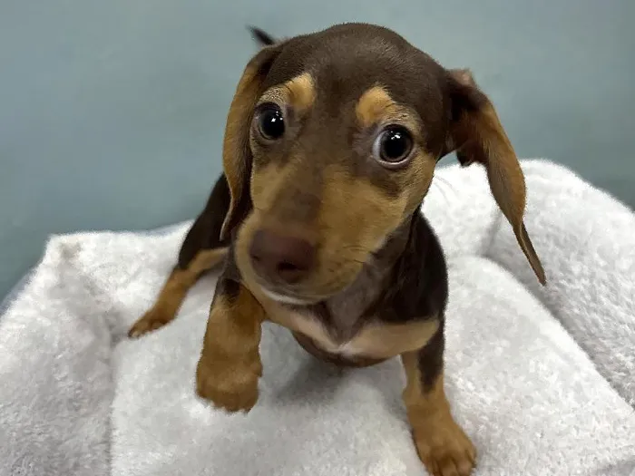 Female Dachshund Puppy for Sale in ,