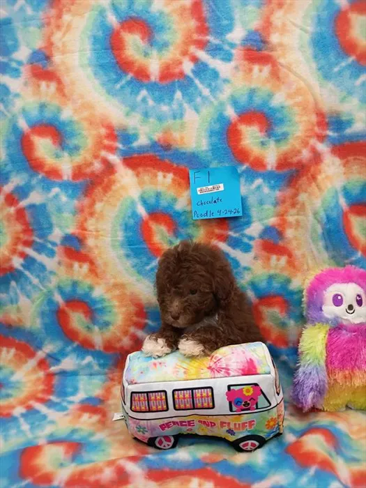 Female Mini Poodle puppy for sale at Puppy Dreams - Wichita West.