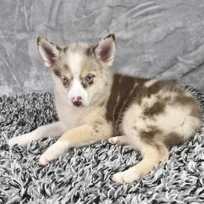 Female Pomsky puppy named Aspen for sale at Puppy Dreams - Junction City.