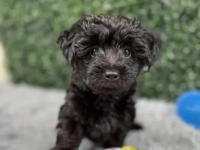 Male Yorkie-Poo Puppy for Sale in Wichita, KS