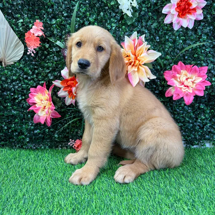 Female Golden Retriever puppy named Gracie for sale at Puppy Dreams - Wichita West.