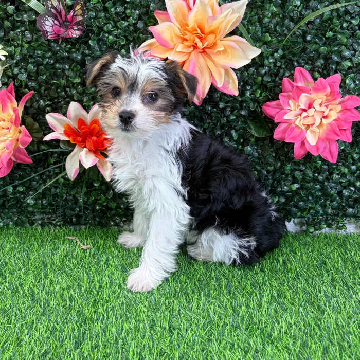 Male Yorkie puppy named Skeeter for sale at Puppy Dreams - Wichita West.