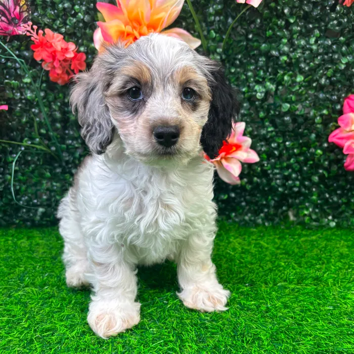 Female Cockapoo puppy named Clover for sale at Puppy Dreams - Wichita West.