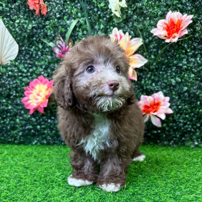 Female Mini Poodle puppy named Hershey for sale at Puppy Dreams - Wichita West.