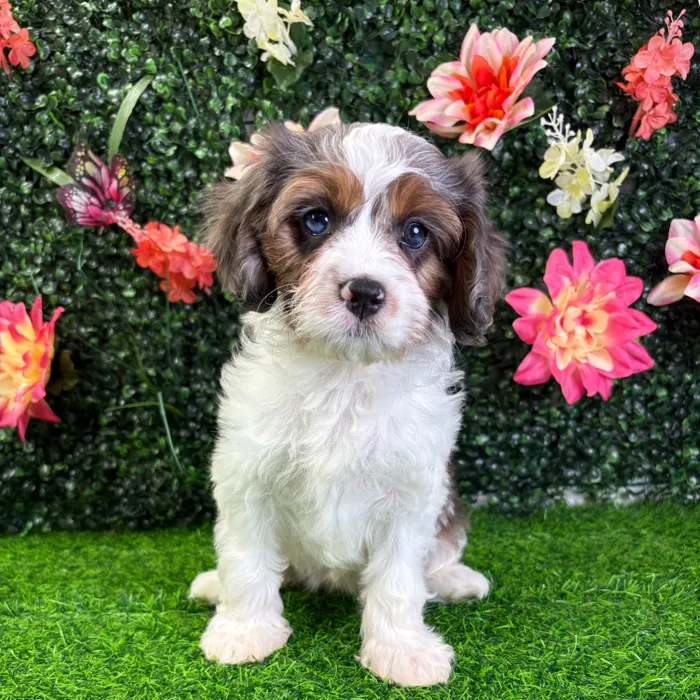 Female Cavapoo puppy named Char for sale at Puppy Dreams - Wichita West.