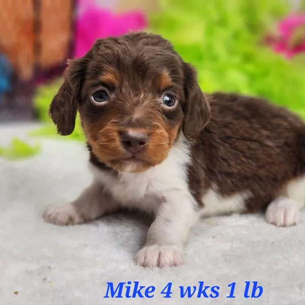 Male Dachshund puppy for sale at Puppy Dreams - Wichita West.