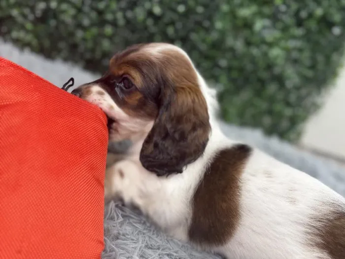Female Dachshund Puppy for Sale in Wichita, KS
