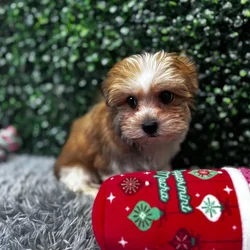 car_main_img_/media/ap_media/pets/SGYUKVRTZUYI127853.webp.250x250_q85.webp