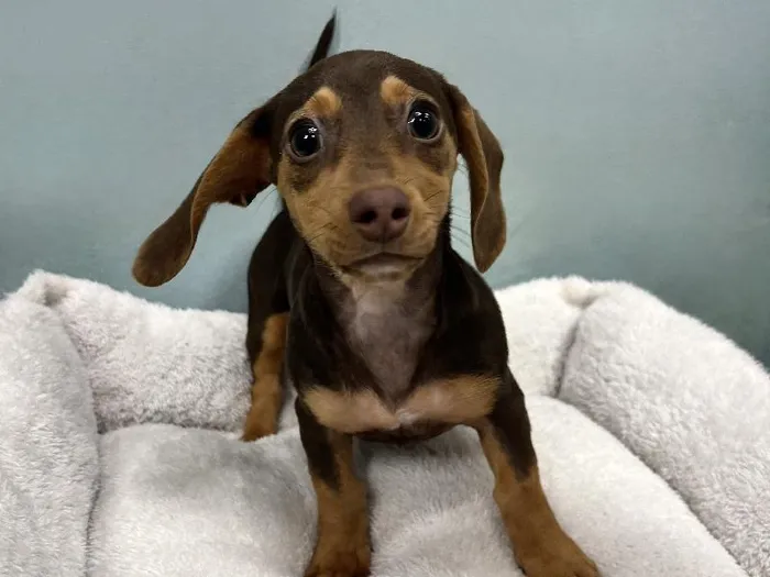 Female Dachshund Puppy for Sale in ,